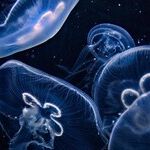 A Trip to the Aquarium -- Borderline Educational, Seriously Expensive