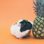 The Wild, Weird History of Pets in My House