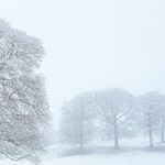 I Hate the Dog Days of Winter, Doggone It