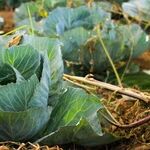 Christmas in the Cabbage Patch