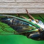 Sunset Is Coming on the Summer of Cicadas