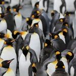 Penguin Prime Minister Responds to Trump Tariffs