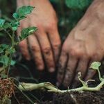 Plant in Your Own Life and We All Reap the Rewards