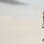 Are Jury Trial Problems Unfixable?
