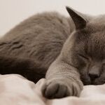 Important Tips on How to Sleep Better