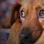 Coping With the Loss of a Pet