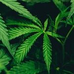 Just Say No to More Marijuana