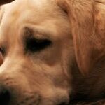 Yellow Dogs and Red Lines
