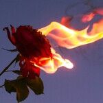 When a Crime Burns Up the Narrative