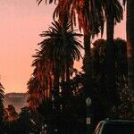 The Englishman Who Wants to Remake California