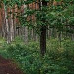 Navigate the Path Between Idealism and Pragmatism