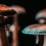 The Psychedelic Turn in Longevity Science (and Other Reviews of Recent Research)