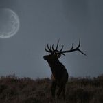 Under the Hunter's Moon