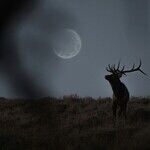 Under the Hunter's Moon