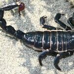 Scorpions, Spirits and Saints