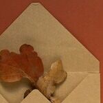 Mercury's Message From Sagittarius