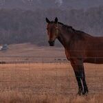 Wish of the Fire Horse