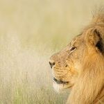 Curtains Open on Leo Season