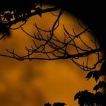 In the Week of the Sturgeon Moon