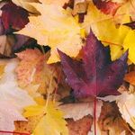 At the Season's Turn