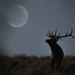 Under the Hunter's Moon