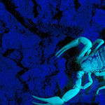 Leap Year and the Scorpio Moon