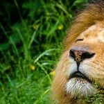 Leo New Moon