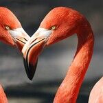Stars Celebrate Love and Diversity