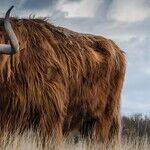 Taurus New Moon