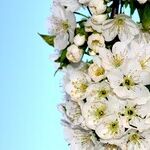 Happy Beltane!