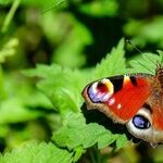 Mercury, Social Butterfly