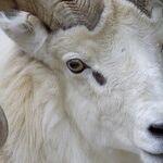 In the Time of Capricorn