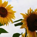 Planetary Power Trio Rules the Week