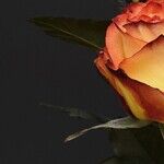Social Influence and the Pluto Retrograde