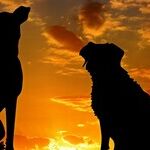 Full Moon and Friendship Bonds