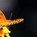 New Moon of Metamorphosis