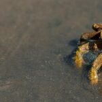 Total Eclipse of the Crab