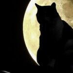 Cat Moon Pounces on the Week