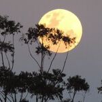 Oxymoron Supermoon