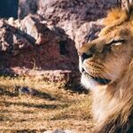 Cinematic Leo Sun