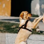 Star Showdown: Appetite Versus Gratitude