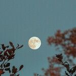 No-Drama Moon