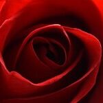 Venus Questions Love's Nature