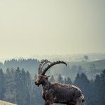 Capricorn Energy Compounds
