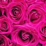 Omens for Friends and Lovers