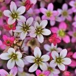 Bright Beltane Wishes