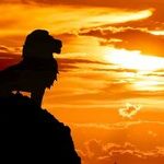 Dawn of the Leo Sun