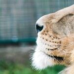 Leo Sun's Last Days