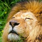 The Lion Days of Venus