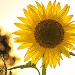 Advice from the Virgo Sun
